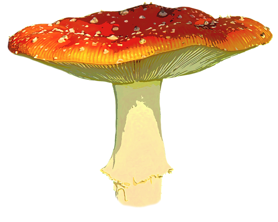 Amanita Muscaria Transparent Image Transparent PNG Image