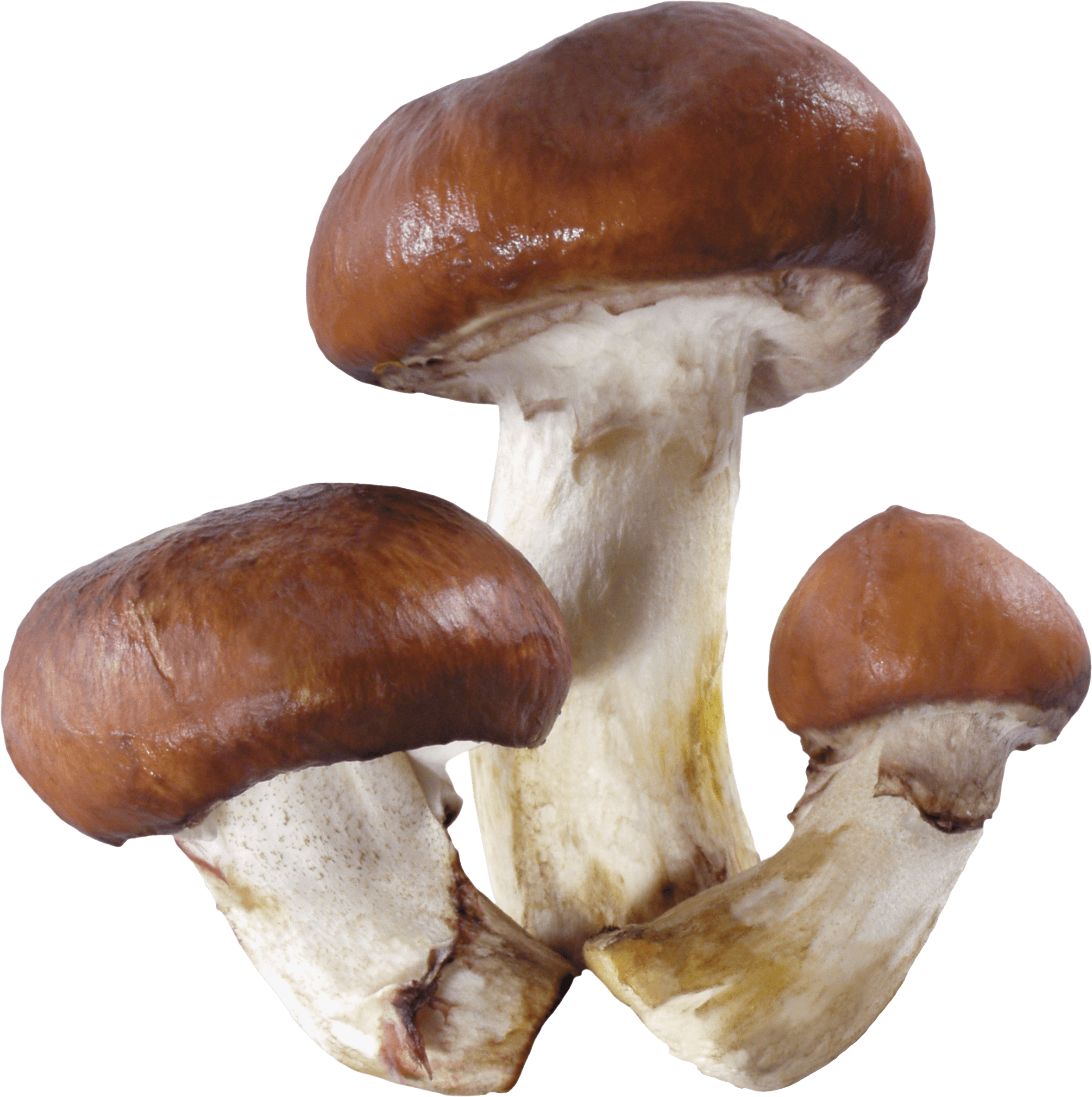 Mushroom Png Image Transparent PNG Image