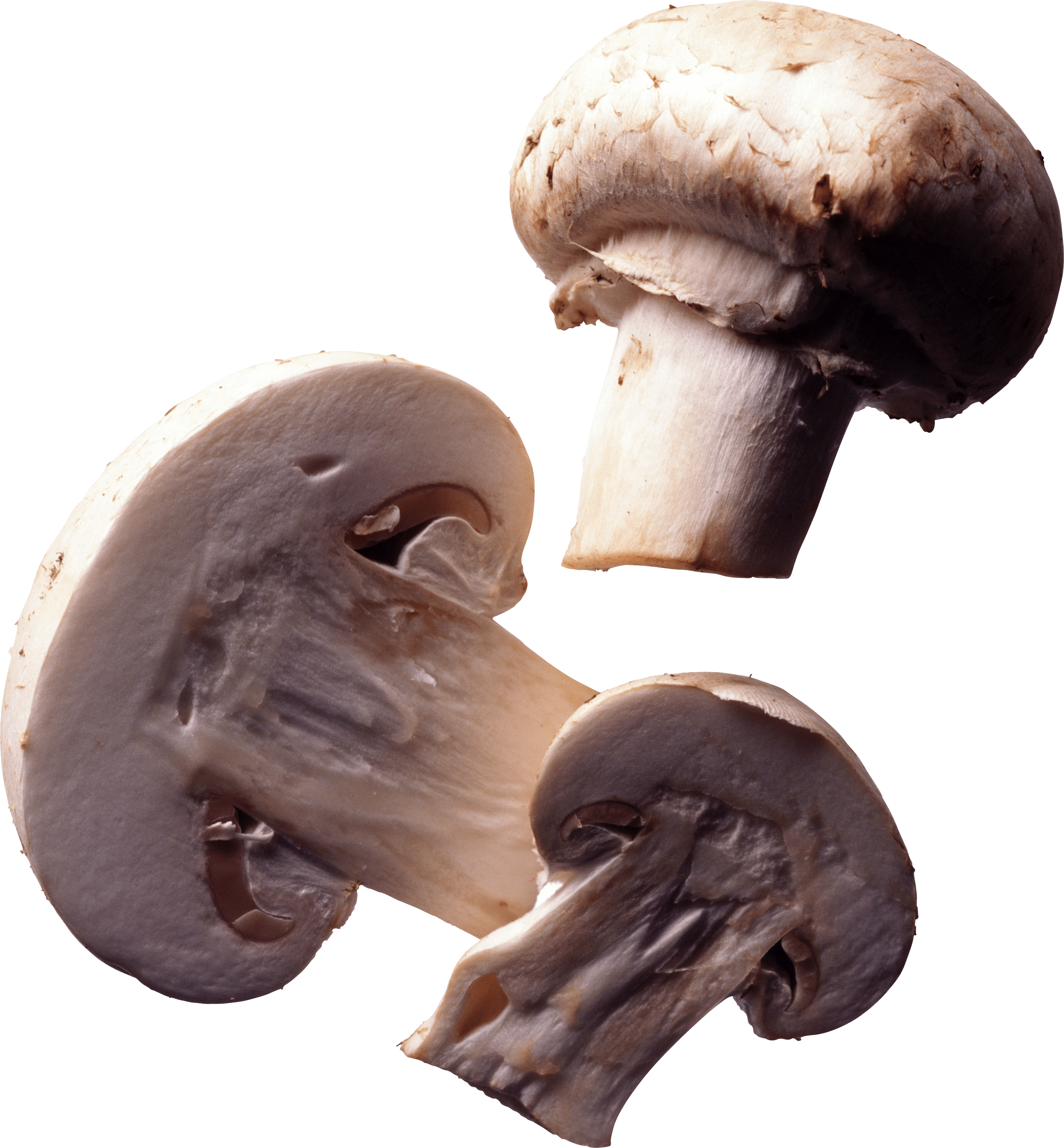 Mushroom Png Image Transparent PNG Image