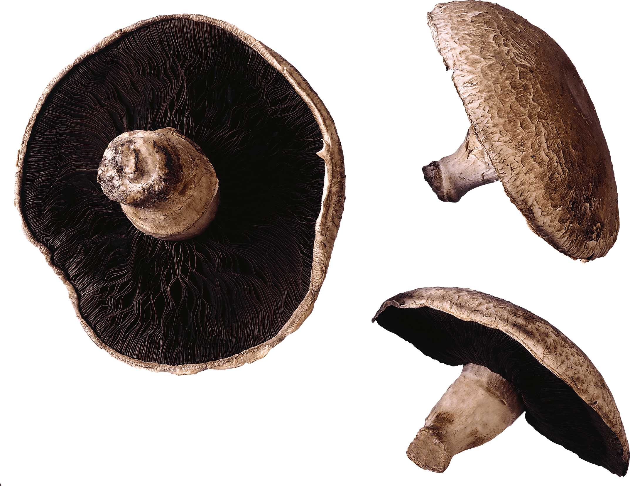 Mushroom Png Image Transparent PNG Image