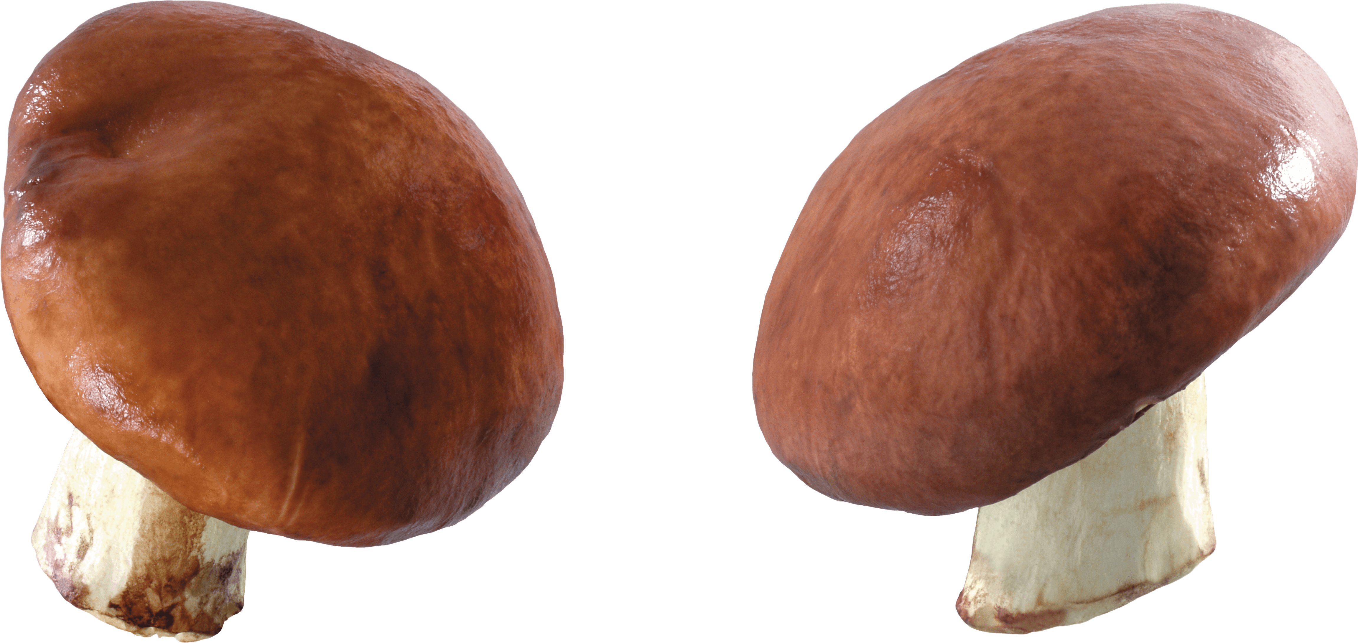 Mushroom Png Image Transparent PNG Image