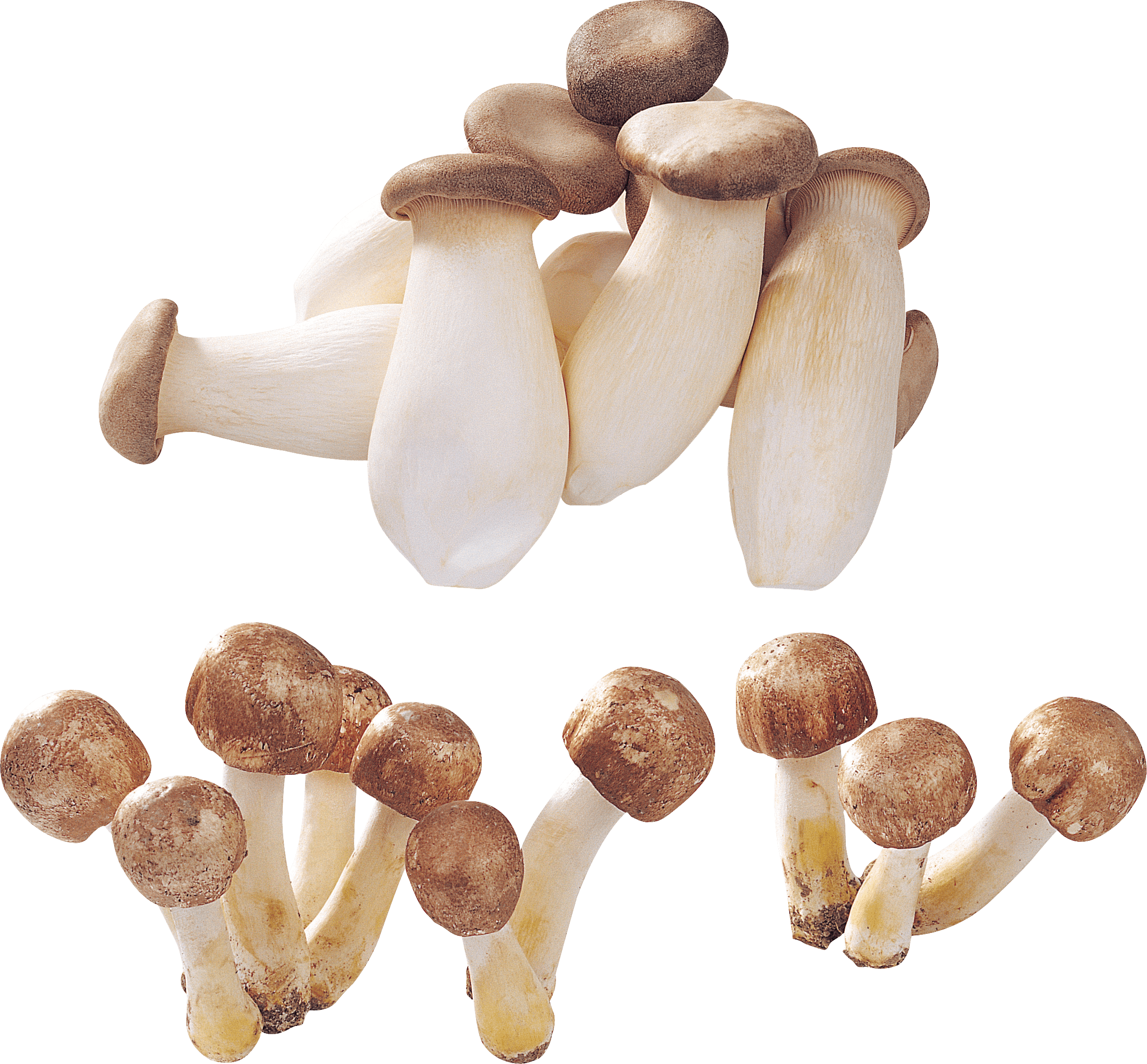 Mushroom Png Image Transparent PNG Image