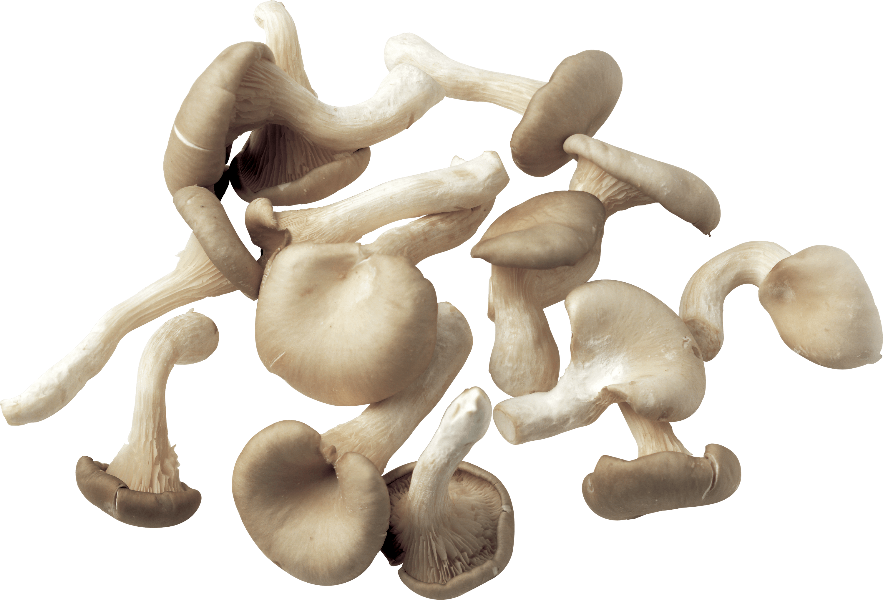 Mushroom Png Image Transparent PNG Image