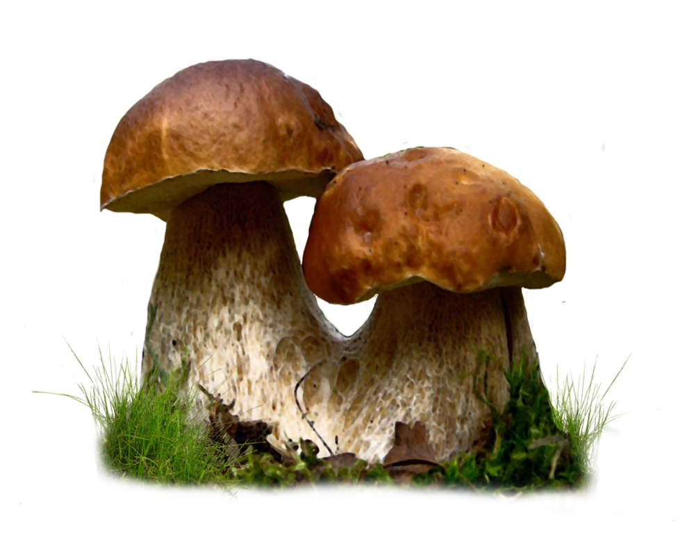 Mushroom Transparent Transparent PNG Image