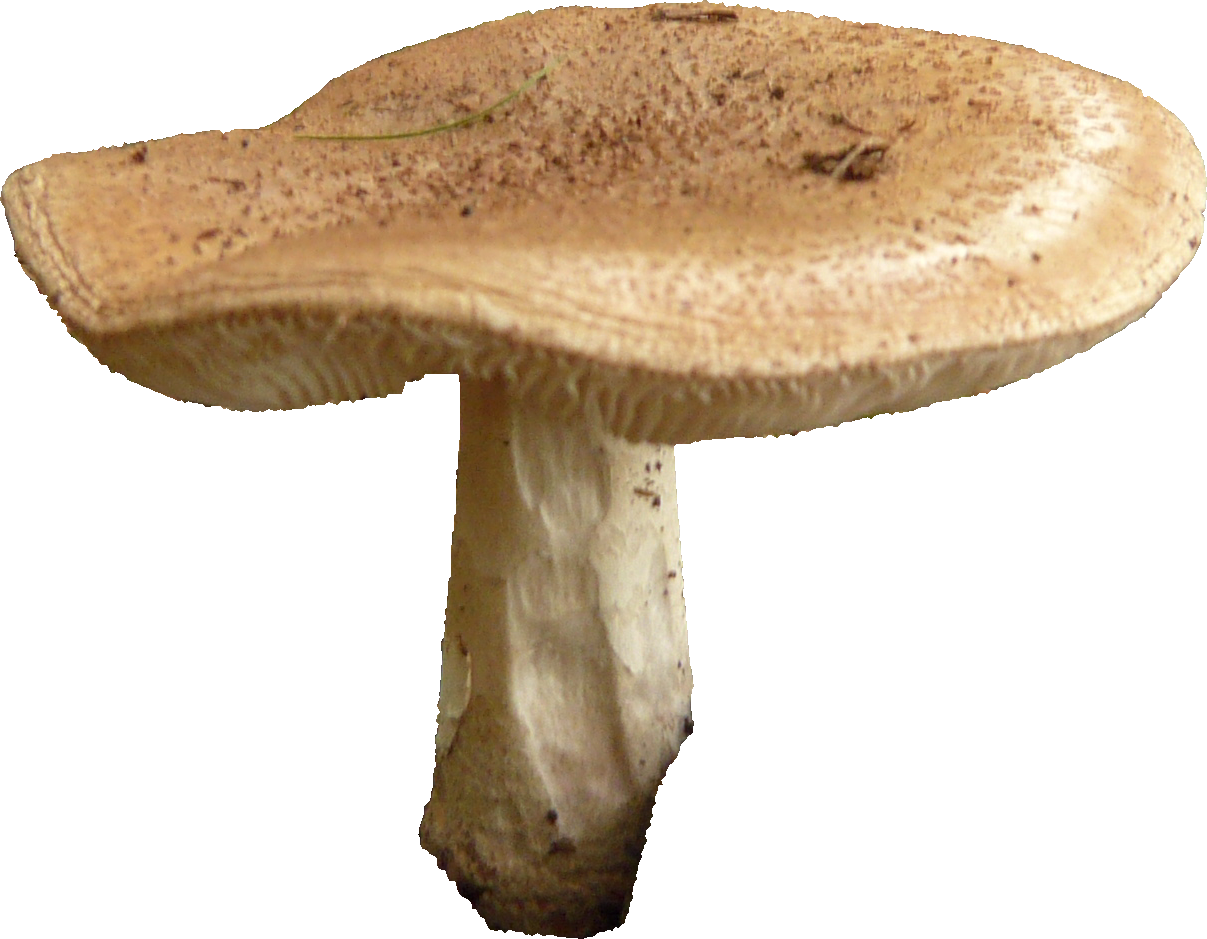 Mushroom Free Png Image Transparent PNG Image