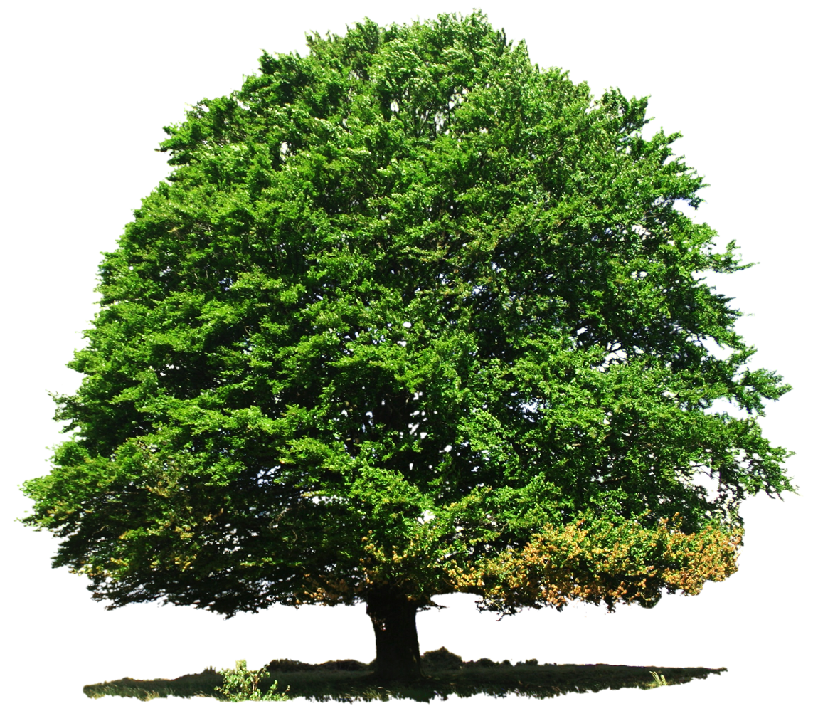 Nature Photo Transparent PNG Image