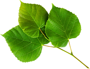 Nature Png Image Transparent PNG Image