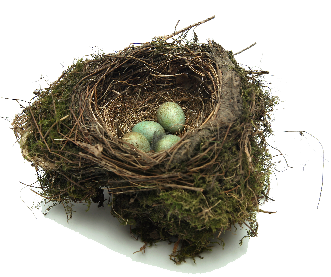 Nest Png Transparent PNG Image