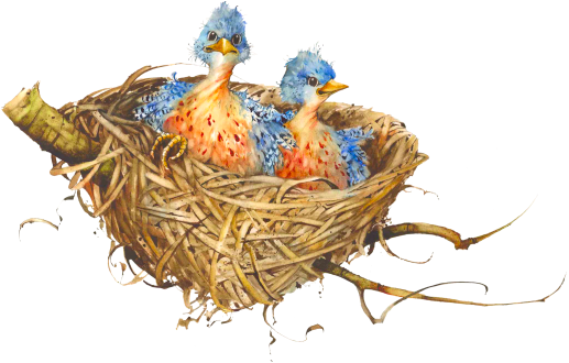 Nest Art Bird Download Free Image Transparent PNG Image