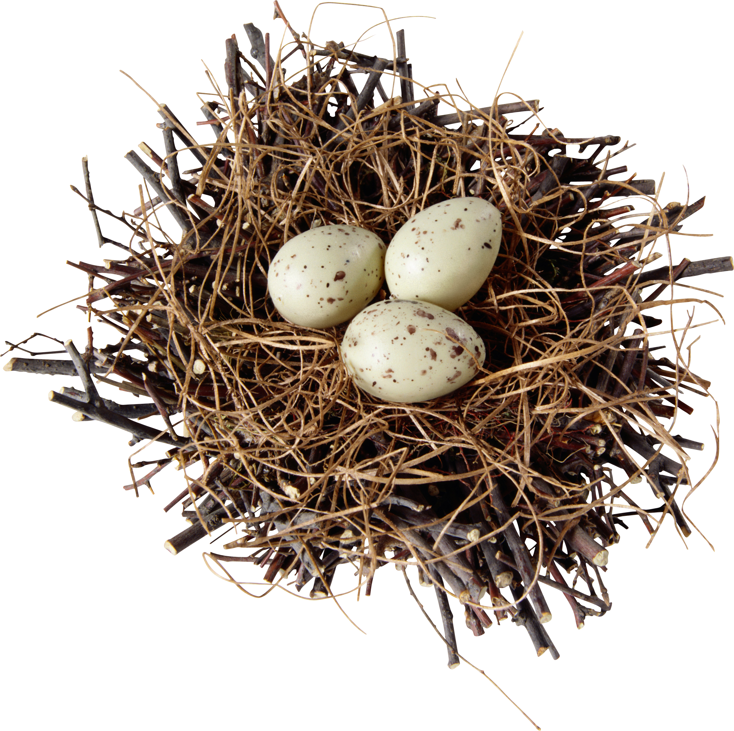 Nest Natural Bird Free Download PNG HD Transparent PNG Image