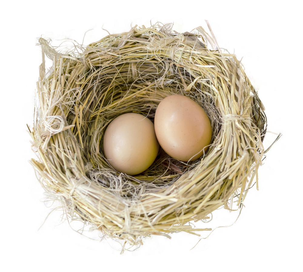 Real Nest Bird HD Image Free Transparent PNG Image