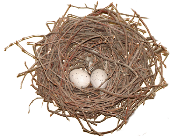 Nest Eggs Bird PNG Image High Quality Transparent PNG Image