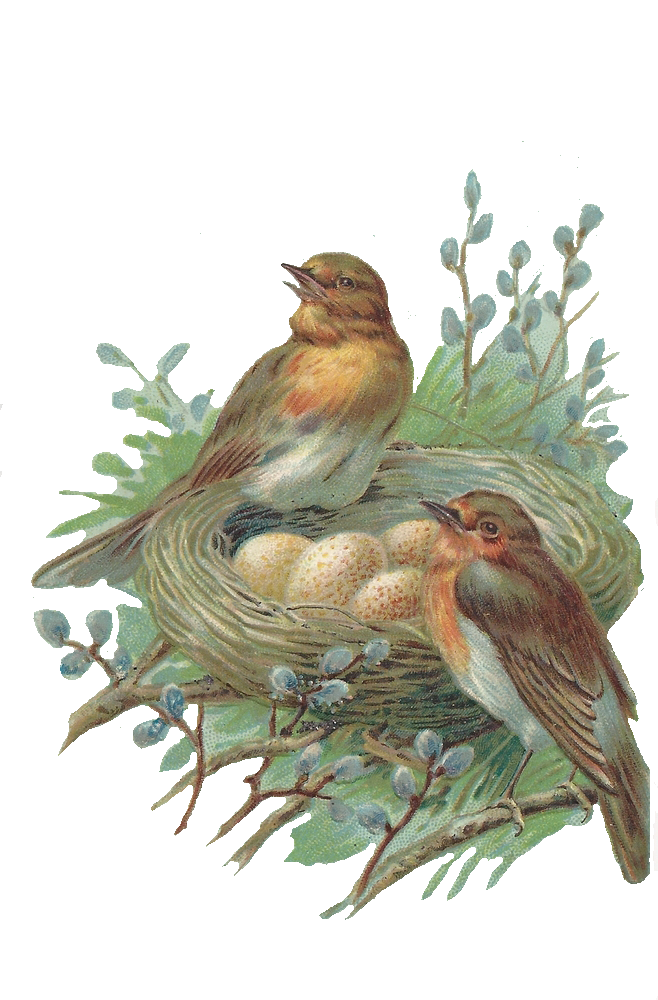 Nest Png Image Transparent PNG Image