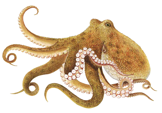 Octopus Free Download Png Transparent PNG Image