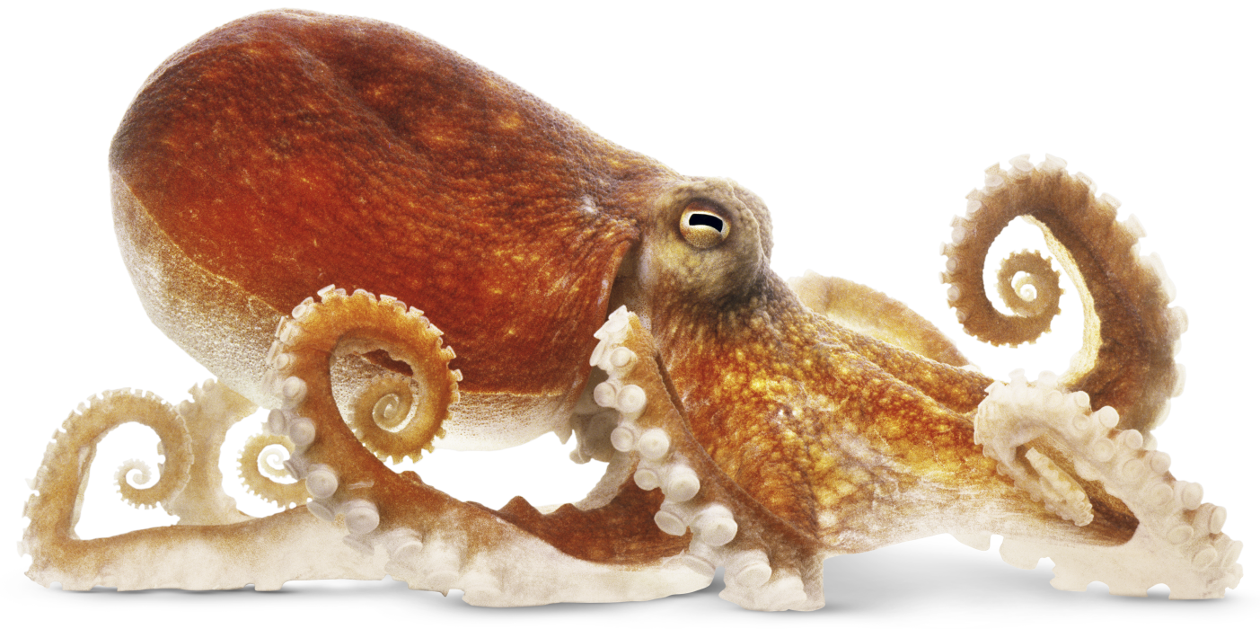 Octopus Png Image Transparent PNG Image