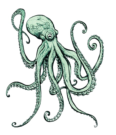 Octopus Free Transparent Image HD Transparent PNG Image