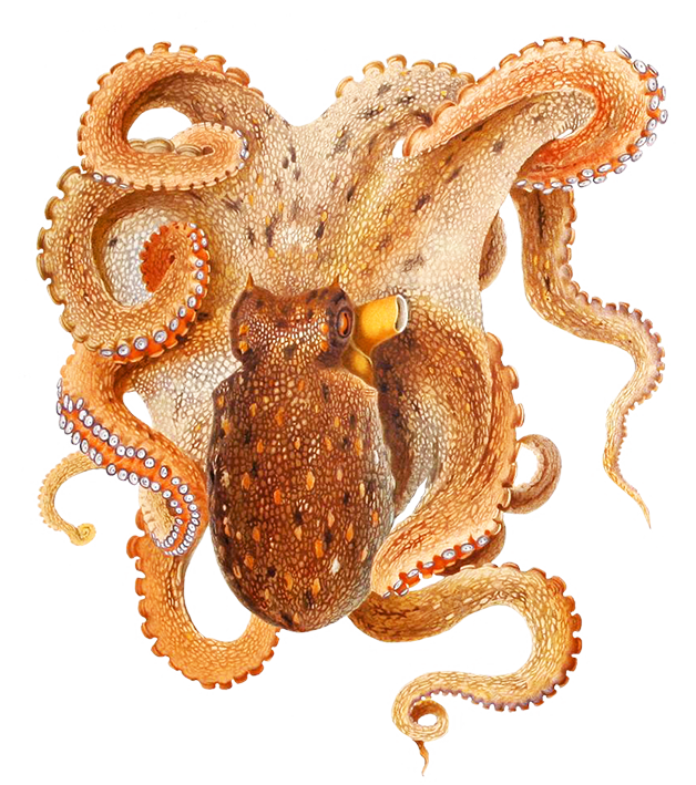 Octopus Image Free Download PNG HD Transparent PNG Image