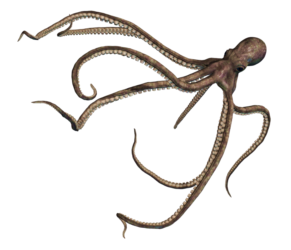 Octopus Free Clipart HD Transparent PNG Image