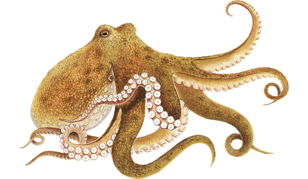 Octopus Picture Free HD Image Transparent PNG Image