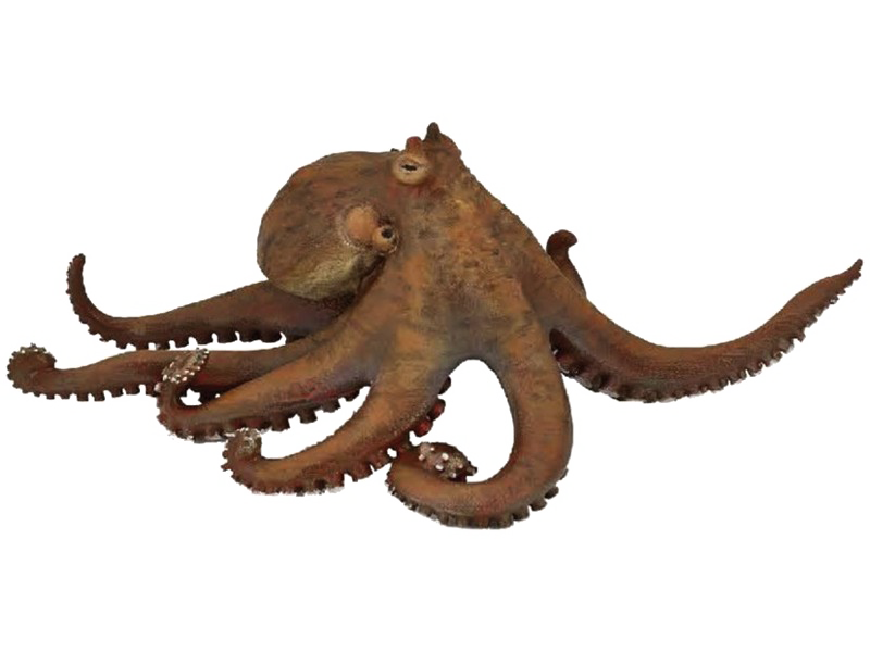 Octopus Picture Free Clipart HQ Transparent PNG Image