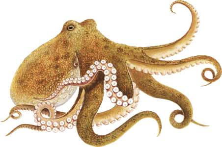 Octopus PNG Image High Quality Transparent PNG Image