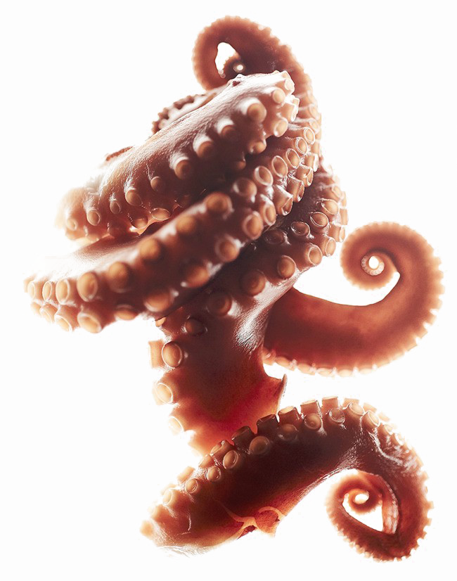 Octopus Tentacles Download HQ PNG Transparent PNG Image