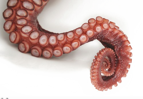 Octopus Tentacles Free Clipart HQ Transparent PNG Image