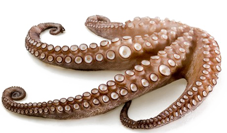 Octopus Tentacles Download Free Transparent Image HQ Transparent PNG Image