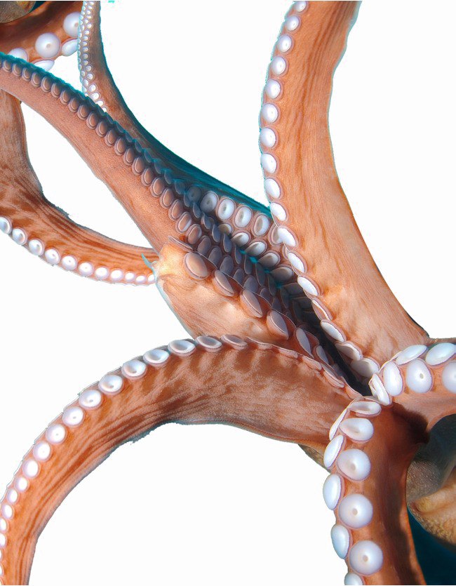 Octopus Tentacles Image PNG Free Photo Transparent PNG Image