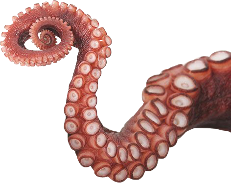 Octopus Tentacles Photos HD Image Free PNG Transparent PNG Image