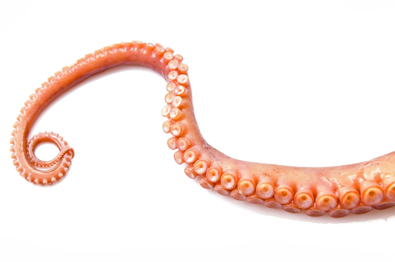 Octopus Tentacles Image Free Transparent Image HD Transparent PNG Image