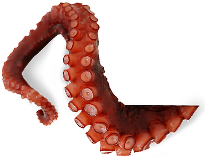 Octopus Tentacles Picture Free Download PNG HD Transparent PNG Image