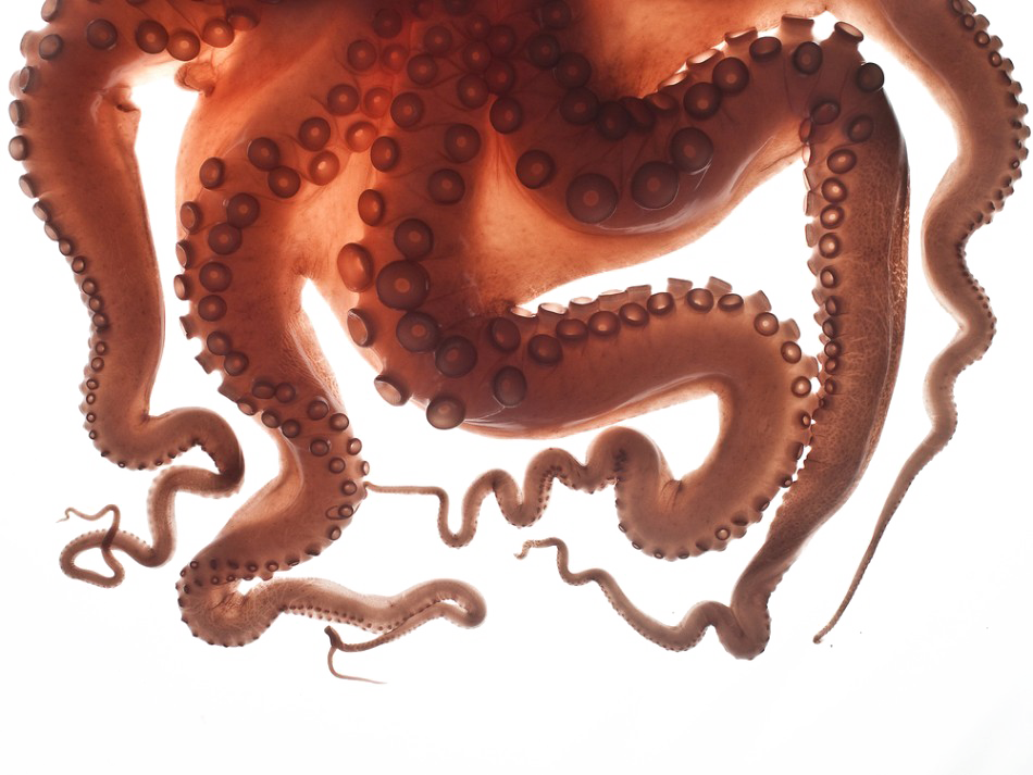 Octopus Tentacles PNG Download Free Transparent PNG Image