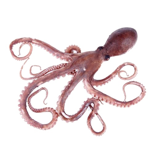 Octopus Toy PNG Free Photo Transparent PNG Image