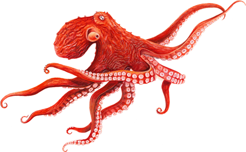 Octopus HD Image Free PNG Transparent PNG Image