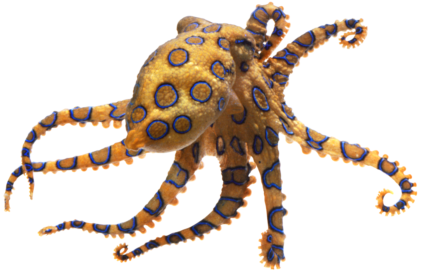 Octopus PNG File HD Transparent PNG Image