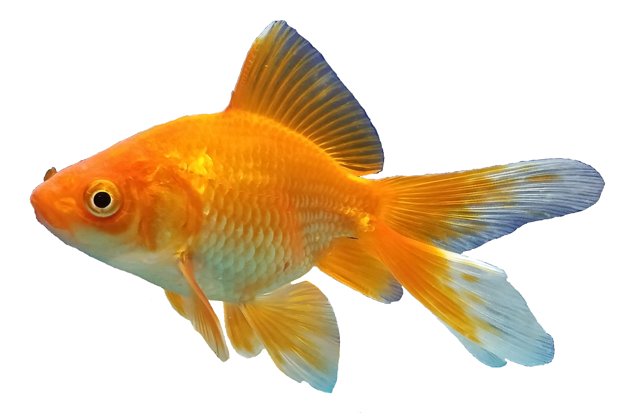 Goldfish Free Download PNG HD Transparent PNG Image