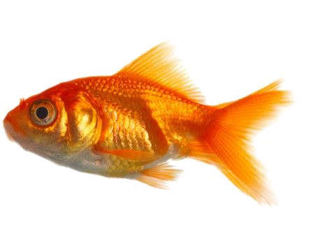 Goldfish Image Free Download PNG HQ Transparent PNG Image