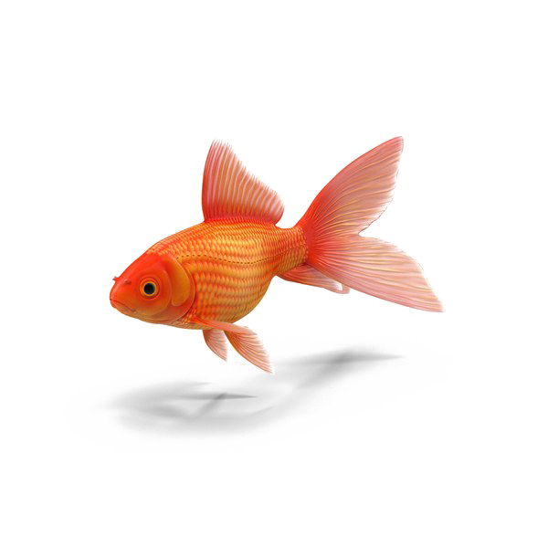 Goldfish Download Free Image Transparent PNG Image