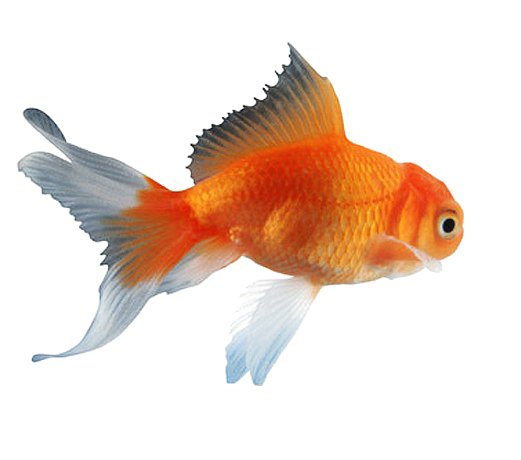 Goldfish Free Download PNG HQ Transparent PNG Image