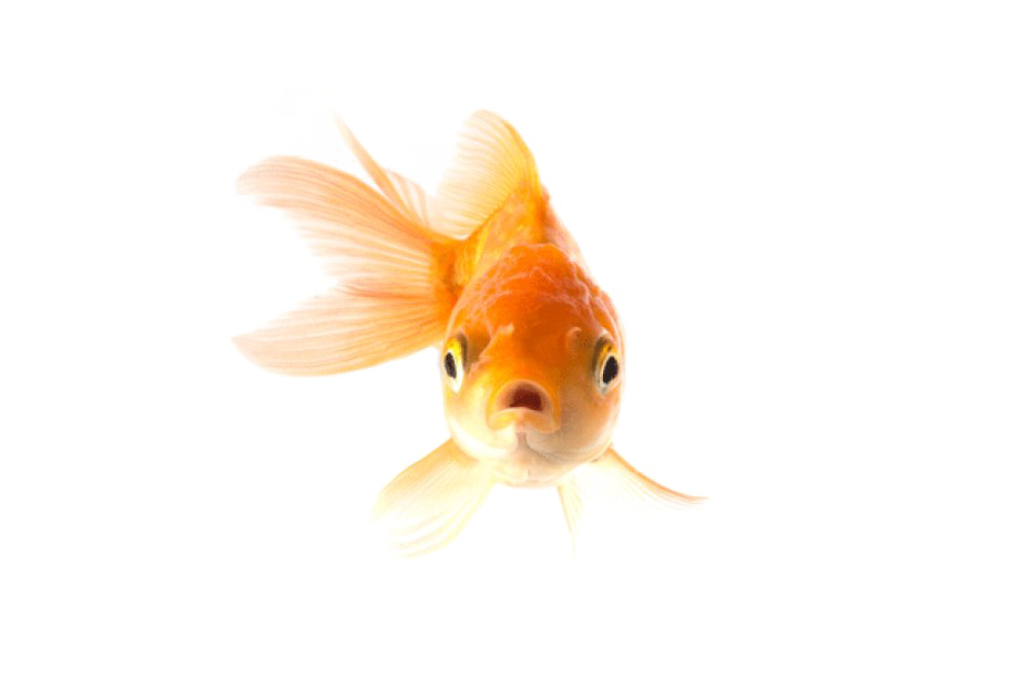 Goldfish Picture HD Image Free PNG Transparent PNG Image