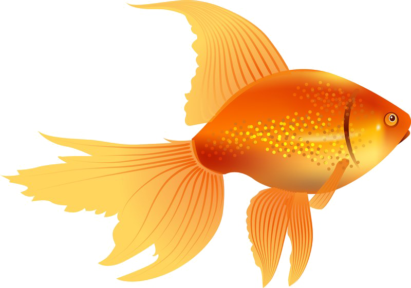 Goldfish Image Free Download Image Transparent PNG Image