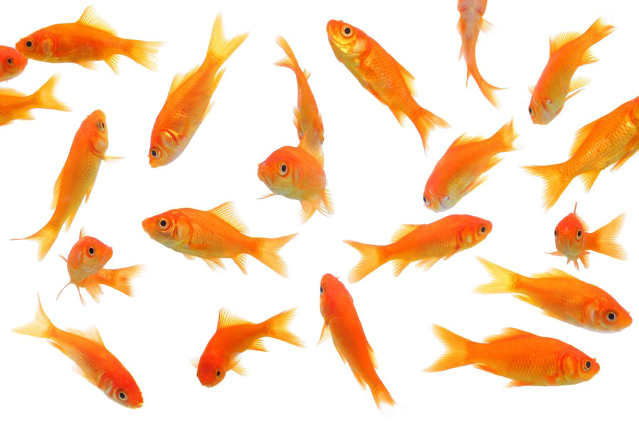 Goldfish Picture Free Download PNG HQ Transparent PNG Image