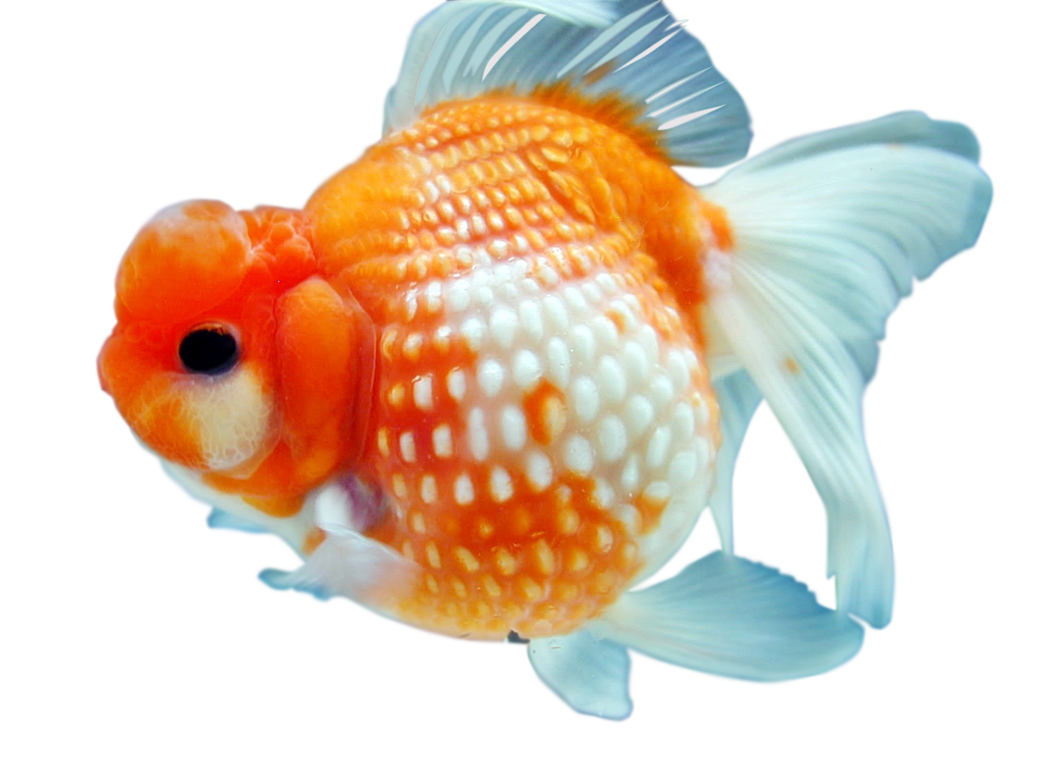 Goldfish Download Free PNG HQ Transparent PNG Image