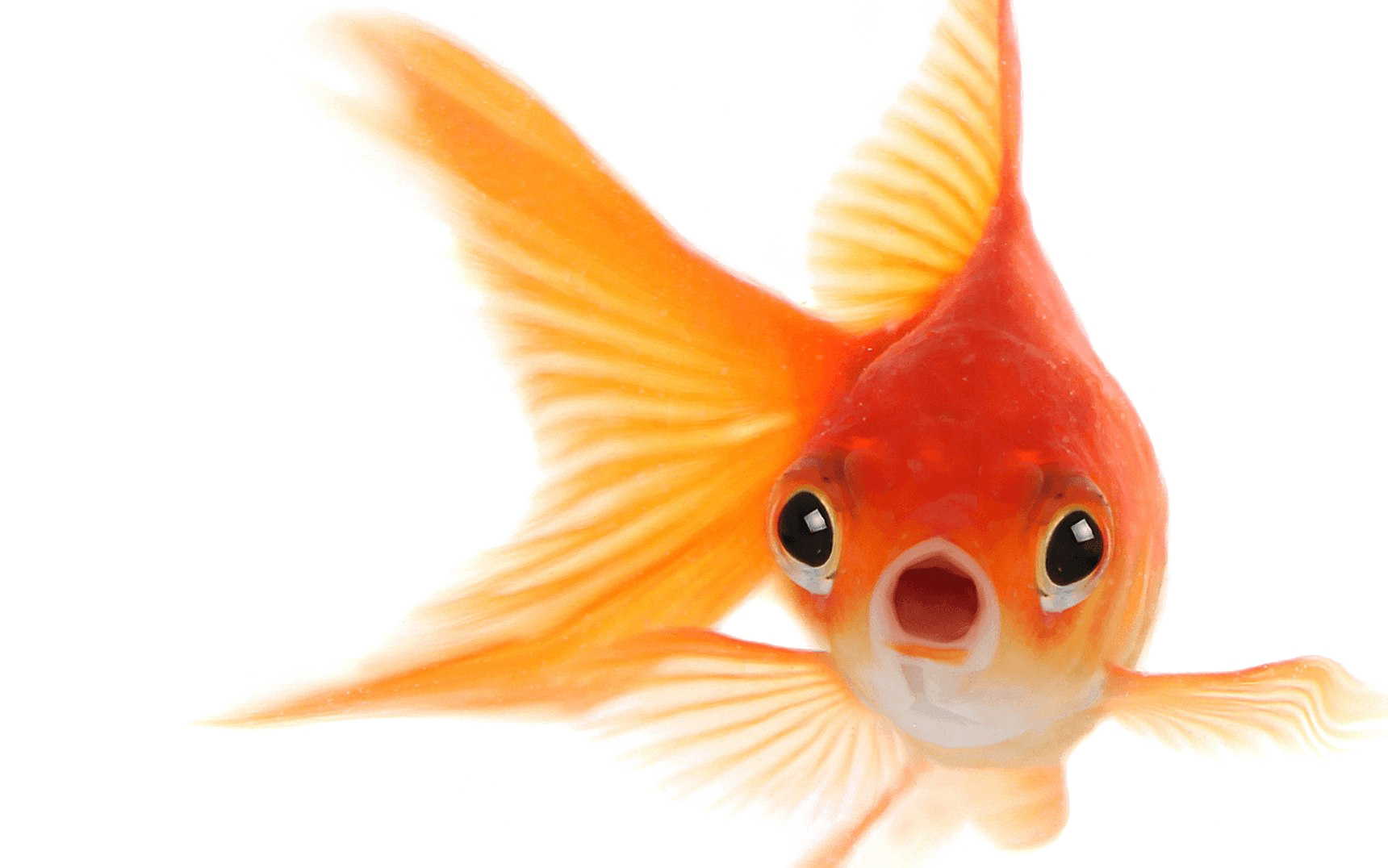 Goldfish Free Transparent Image HQ Transparent PNG Image