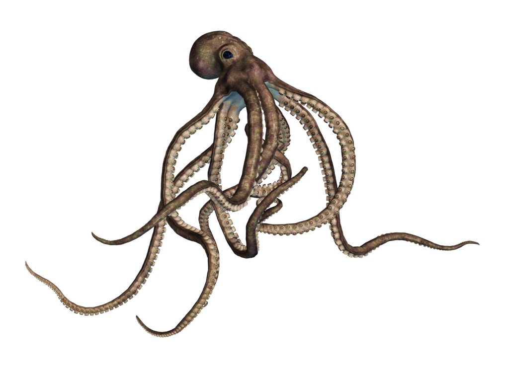 Octopus Transparent Transparent PNG Image