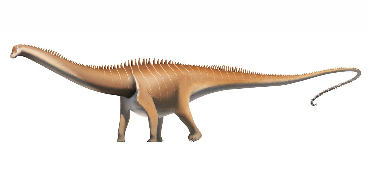 Diplodocus Download HD PNG Transparent PNG Image