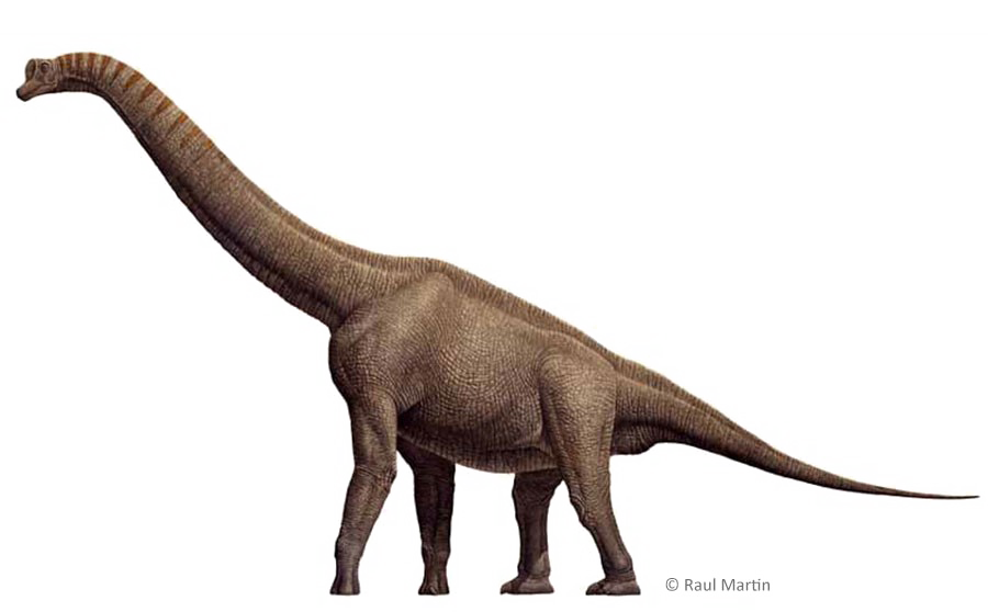 Brachiosaurus Download Free Transparent Image HD Transparent PNG Image