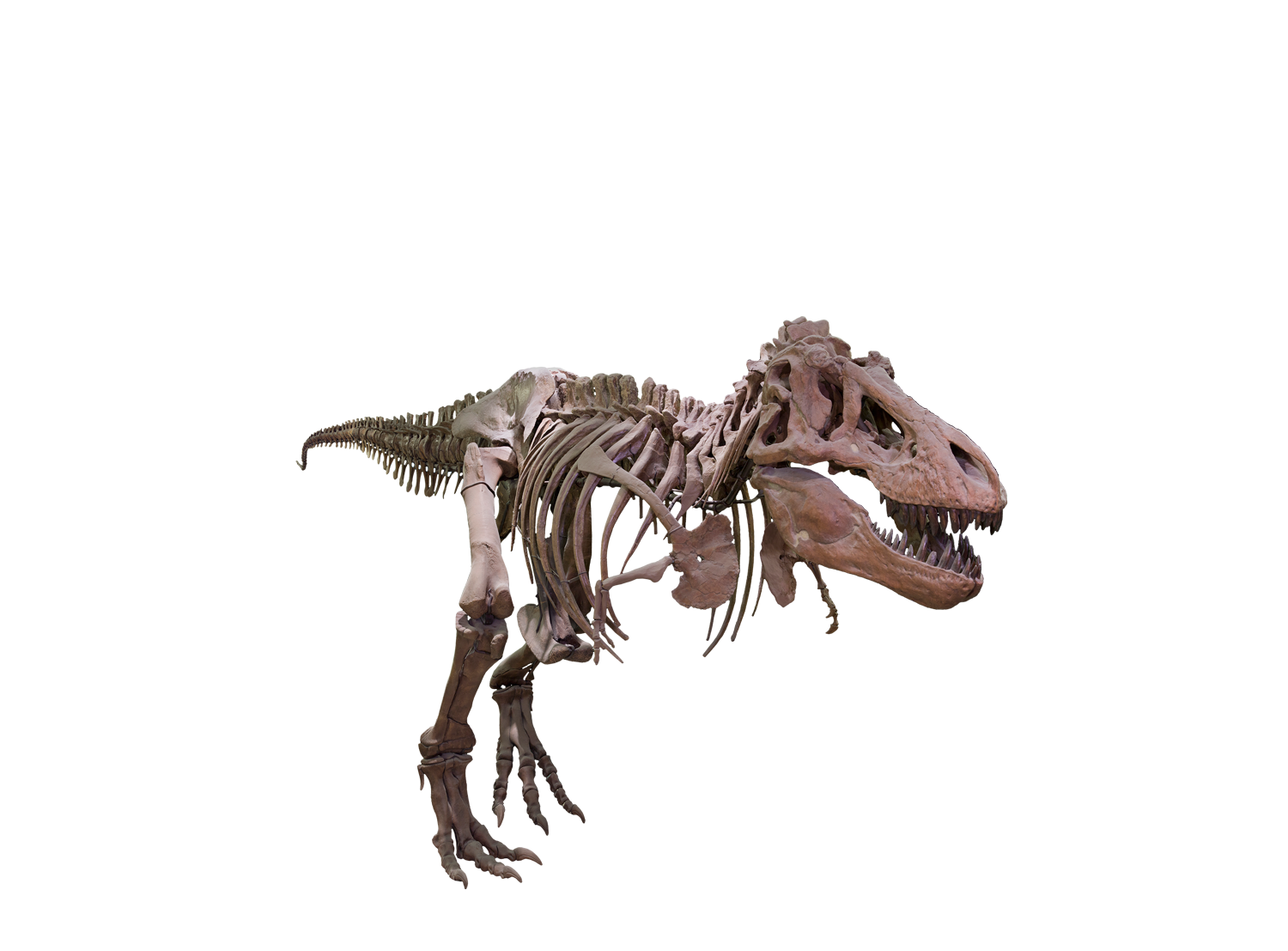 T Rex Image Free Clipart HQ Transparent PNG Image