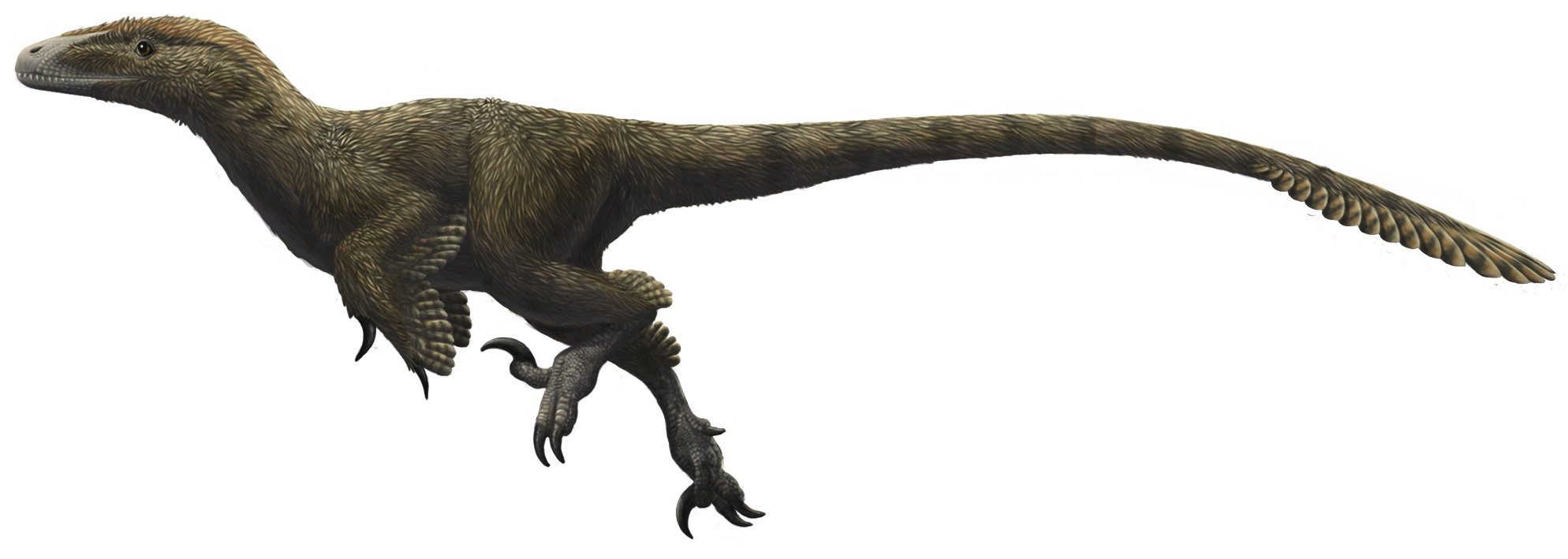 Theropod Free Clipart HD Transparent PNG Image